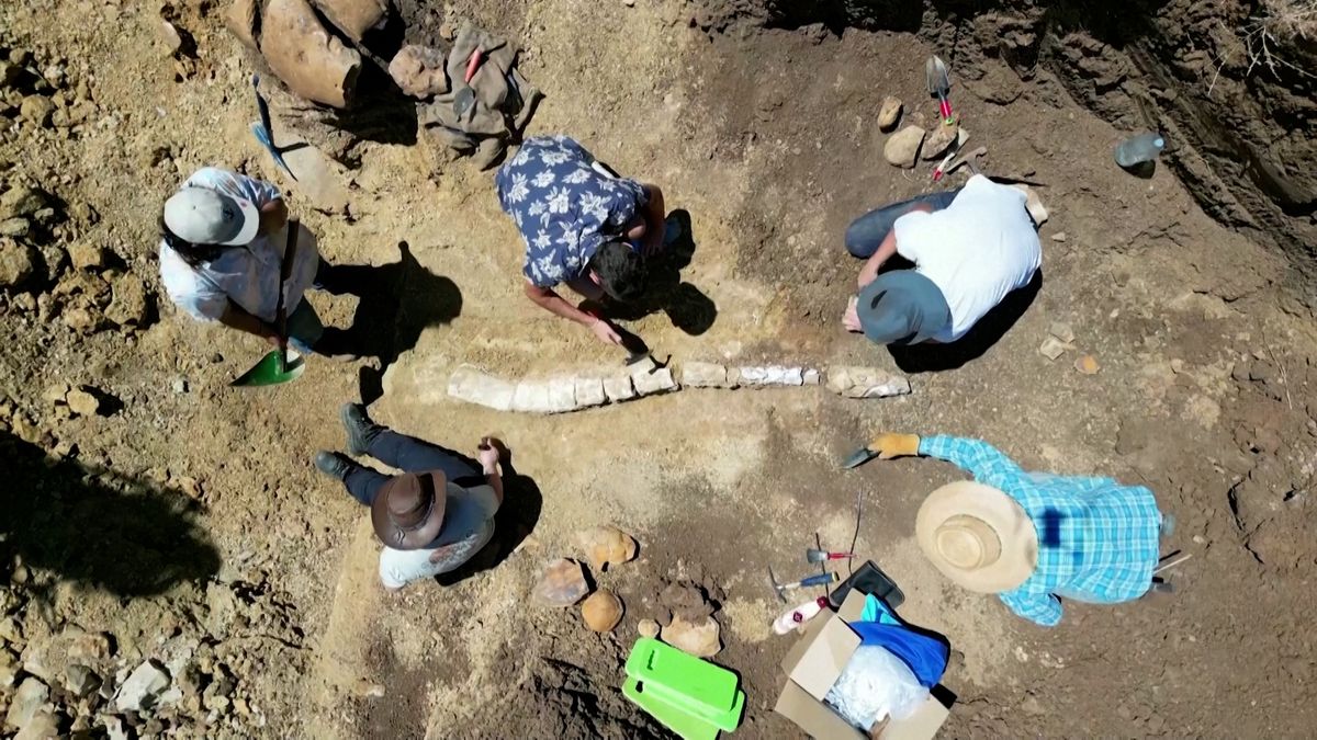 V Austrálii našli kompletní kostru elasmosaura
